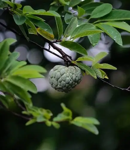 custard apple